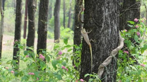 Garden lizerd in the tree 写真素材