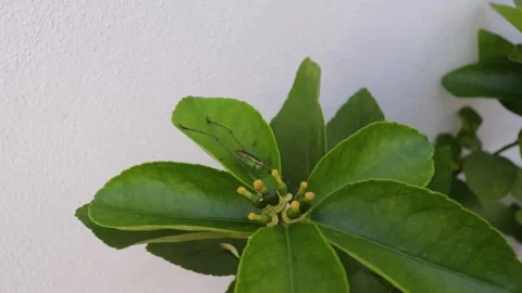 Garden Locust in a Lemon Tree Leaf Windy Day Stock Footage 138114383