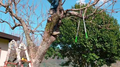 Garden long scissors hanging on tree branch in the garden, working tools concept Stock Footage 155806257