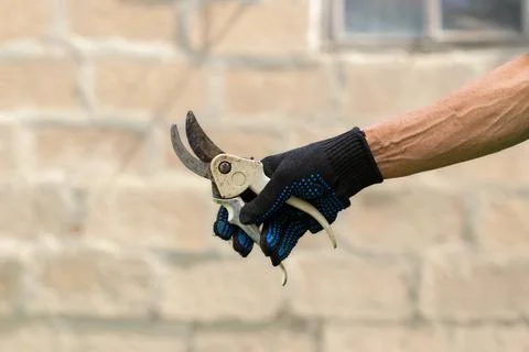 Garden lopper.Garden pruning shears for pruning branches and shrubs. Stock Photos