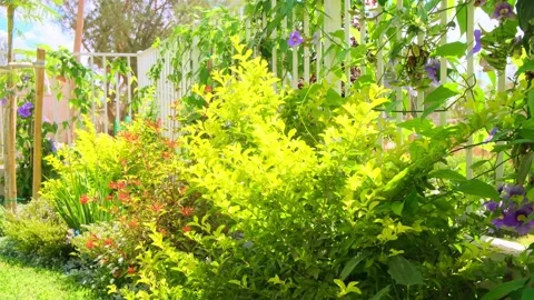 Garden with a lot of sunlight Stock Footage 221623976