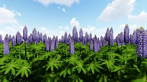 Garden Lupin Blue Vídeo Stock 340451822