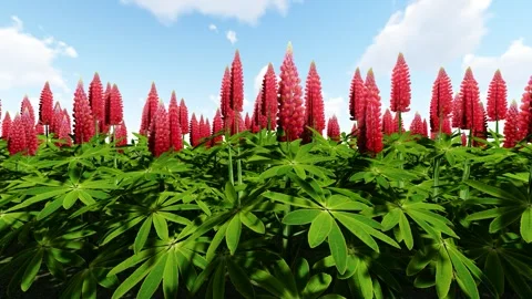 Garden Lupin Red 库存影片 340451710