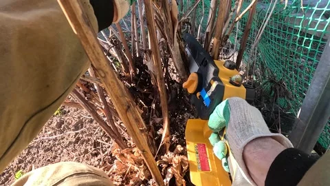 Garden Maintenance: Using a Cutting Tool for Pruning and Trimming Overgrown Stock Footage 333890033