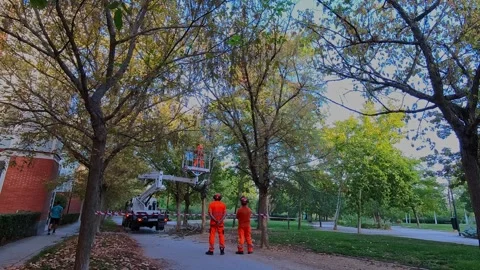 Garden Maintenance Workers Pruning Trees in a Public Park Stock Footage 346267882