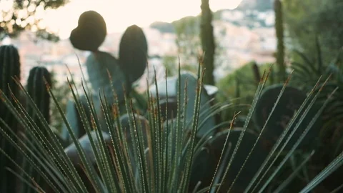 Garden With Many Spiny Cacti. Stock Footage 112351810