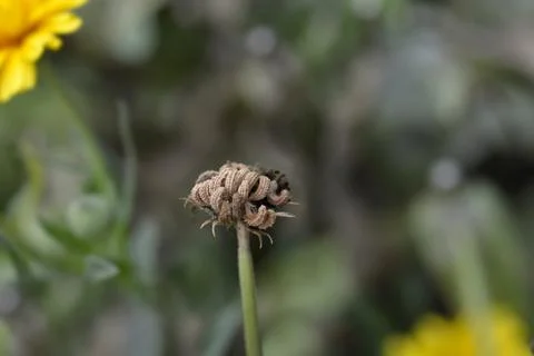 Garden marigold Stock Photos