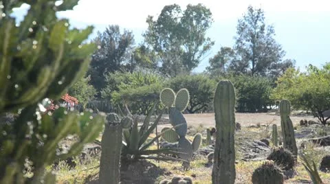 Garden at Mitla archeological site Stock Footage 10734577