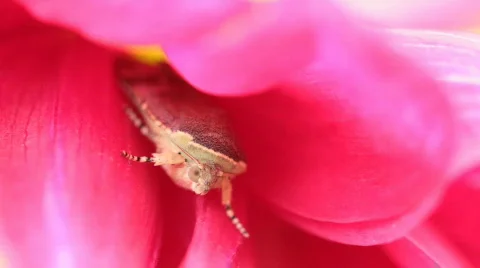 Garden mole. 스톡 동영상 768046