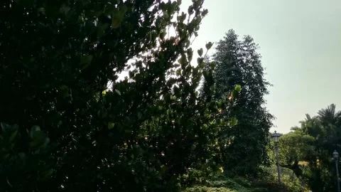 Garden in the morning Stock Footage 156306342