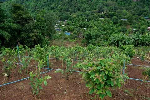 Garden on mountain Stock Photos