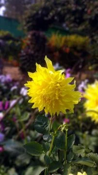 GARDEN MUMS Stock Photos