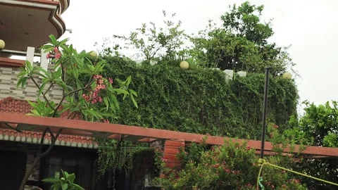 Garden Natural Stock Footage 308007337