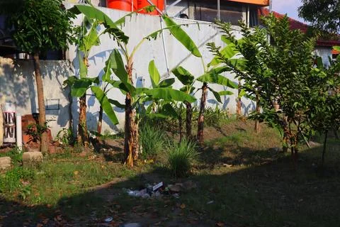 Garden next to the house Stock Photos