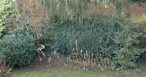 Garden with old table Stock Footage 100183274