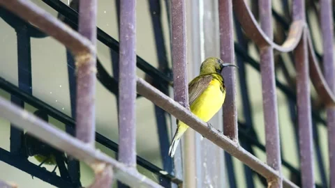 Garden or Olive-backed or Yellow-bellied sunbird perch and preening on iron bars Stock Footage 336418696