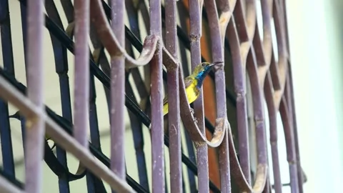 Garden or Olive-backed or Yellow-bellied sunbird perch  on iron bars Video stock 337043063
