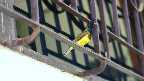 Garden or Olive-backed or Yellow-bellied sunbird perch on iron bars Stock Footage 342231229
