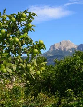 Garden with orange tree Stock Photos
