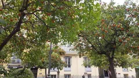 Garden with orange trees against a backdrop of beautiful European buildings Stock Footage 260923368