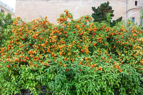 Garden with oranges Stock Photos