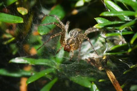 Garden orb spider. Stock Photos