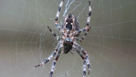 Garden Orb Spider With Prey Close Up Stock Footage 232906625