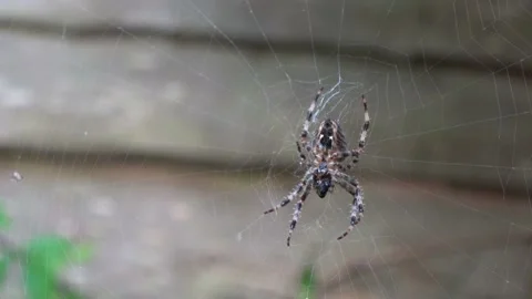Garden Orb Spider With Prey Stock Footage 232906795