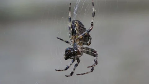 Garden Orb Spider With Prey Slight Angle Medium Stock Footage 232906872