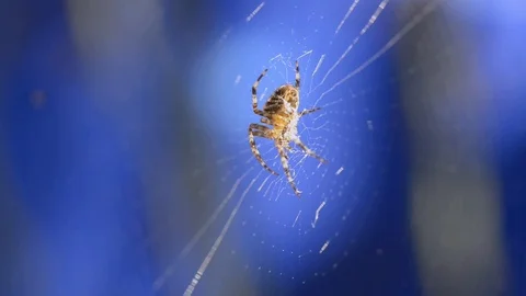 Garden Orb spider in web Stock Footage 101828949