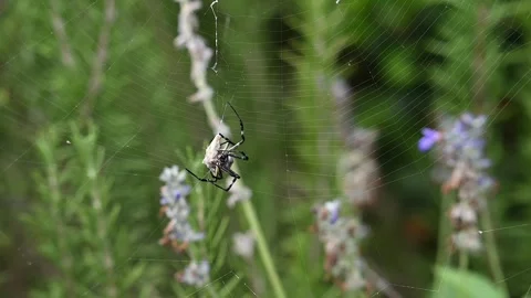 Garden Orb Weaver Spider Attacks Captured Prey in Web Stock Footage 343363563