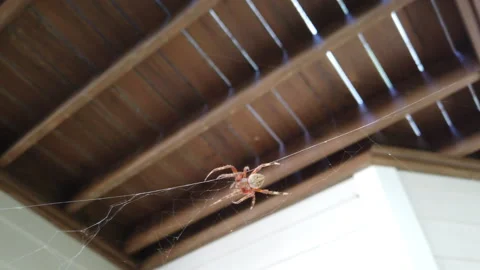 Garden orb weaver spider spinning a web Vidéo 277955053