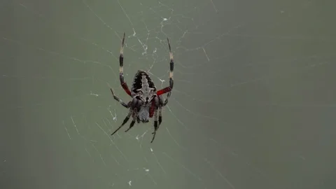 Garden Orb Weaver Spider on Web, 4K Stock Footage 71136926