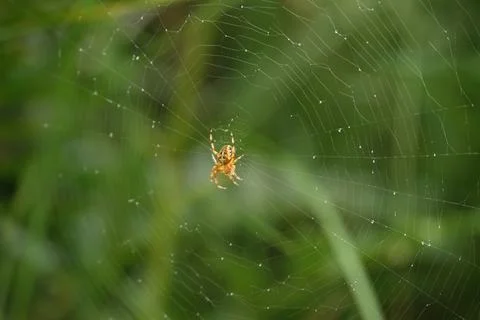 Garden Orb Weaver on a Web 2 Stock Photos