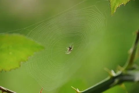 Garden Orb Weaver on a Web Foto stock
