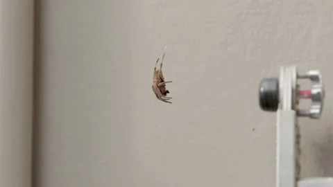 Garden Orb Weaving Spider Stock Footage 151746041