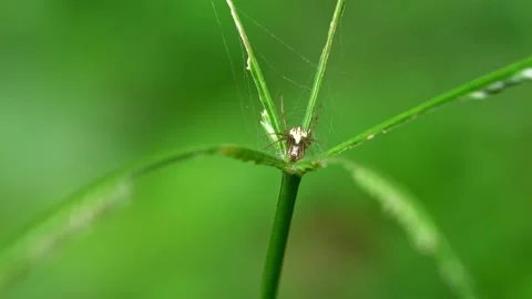 Garden Orbweaver Spider Stock Footage 158130469
