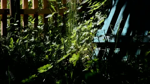 Garden overgrown with grass Stock Footage 133390331