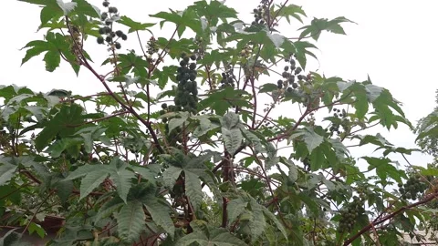 Garden palm Video stock 287057346