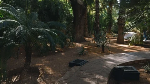 Garden with Palm in Morocco Video stock 108617725