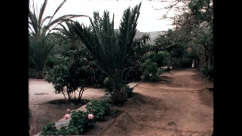 Garden with Palm Trees Stock Footage 278167198