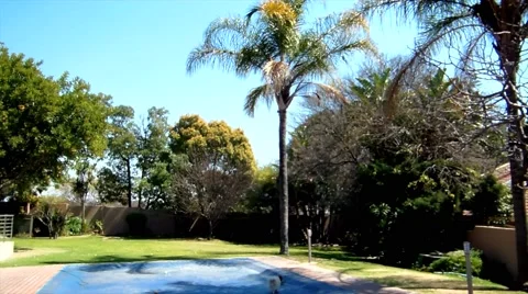 Garden Palm Trees HD Video stock 41729974
