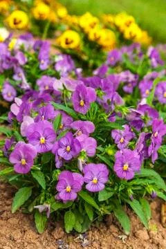 Garden pansies Stock Photos