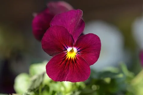 Garden pansy Stock Photos