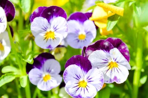 Garden pansy with purple and white petals. Hybrid pansy or Viola tricolor pan Stock Photos