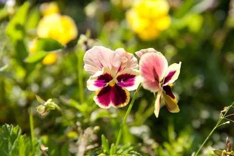 Garden pansy is a type of large-flowered hybrid plant cultivated as a garden Stock Photos
