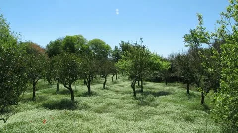 Garden of Paradise Stock-Footage 11226638