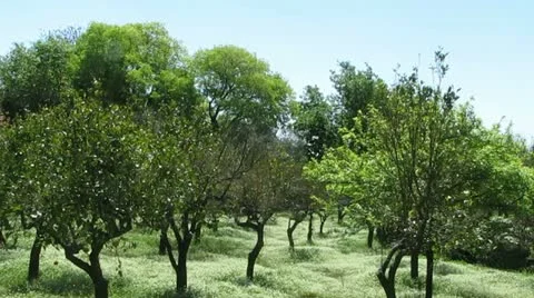 Garden of Paradise 스톡 동영상 11226663