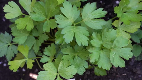 Garden parsley Video stock 247139137
