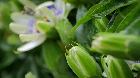 Garden passion flower Stock Footage 51884775